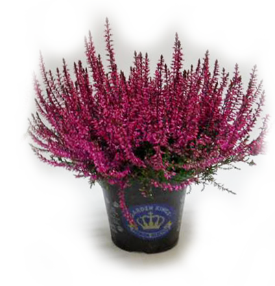 gefaerbt Calluna (rechts) gefaerbt Calluna (rechts)